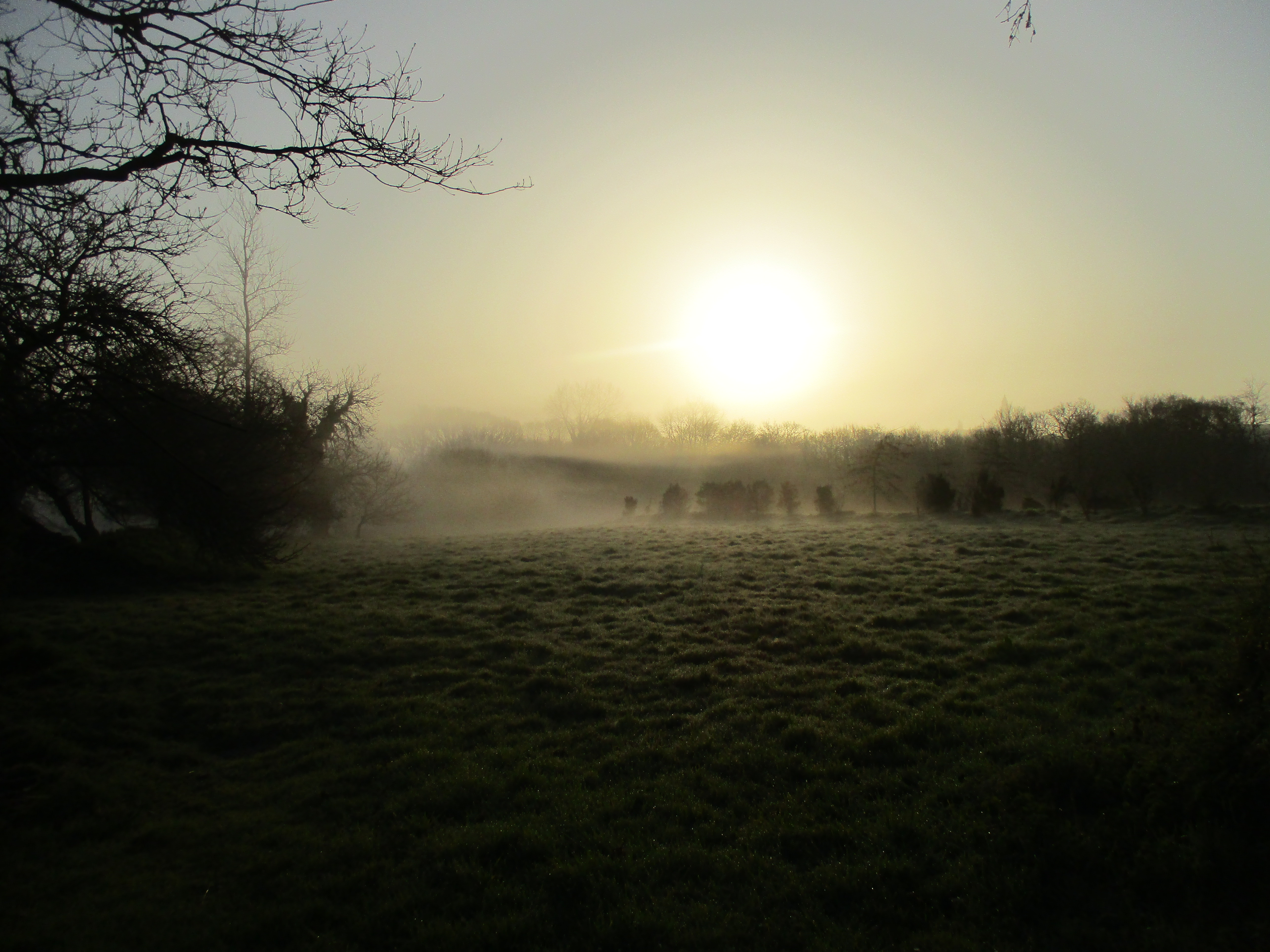 Lumière à travers les arbres